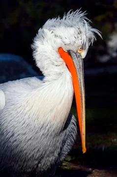 Pelican Foto stock