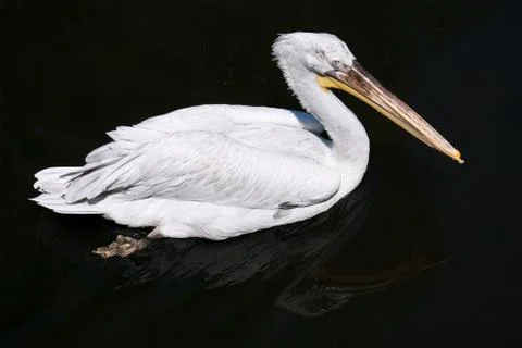 Pelican Stock Photos