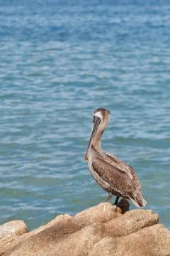 Pelican Stock Photos