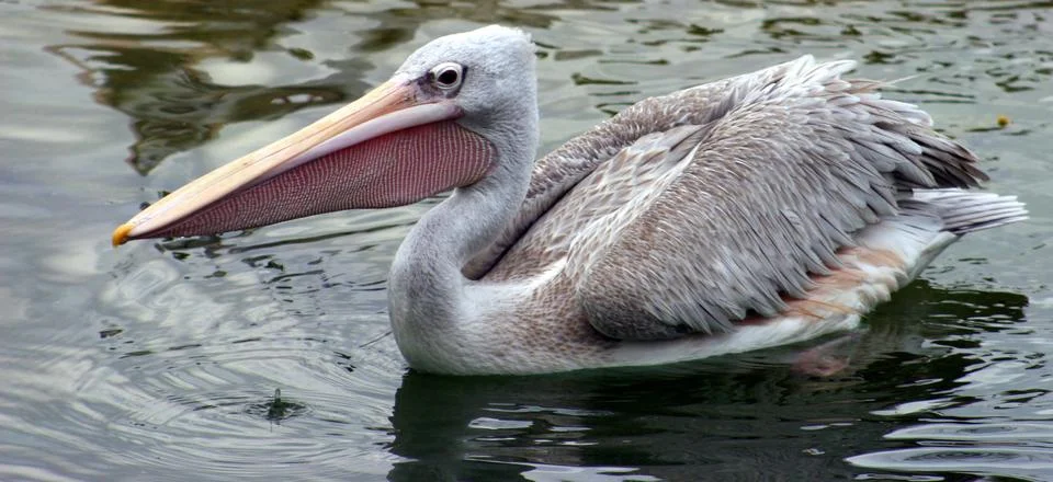 Pelican Stock Photos