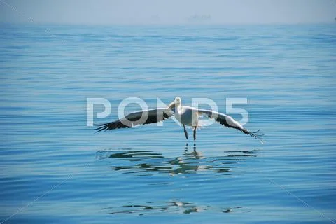 Pelican Stock Photos