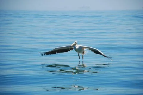 Pelican Stock Photos