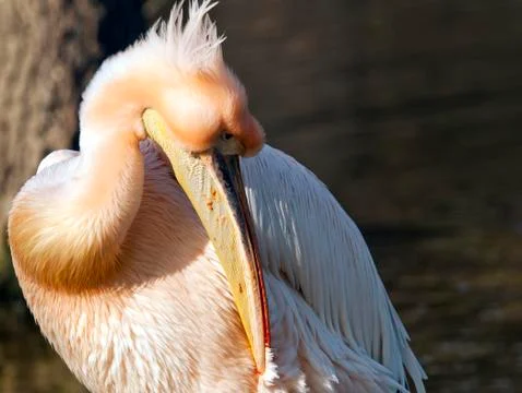 Pelican Stock Photos