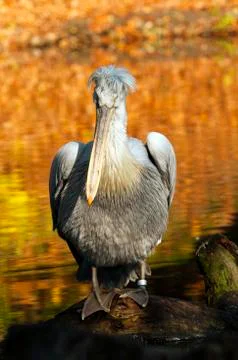 Pelican Stock Photos