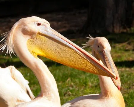 Pelican Stock Photos