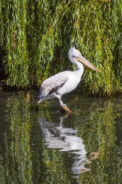 Pelican Stock Photos