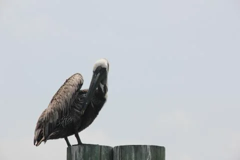 Pelican Stock Photos