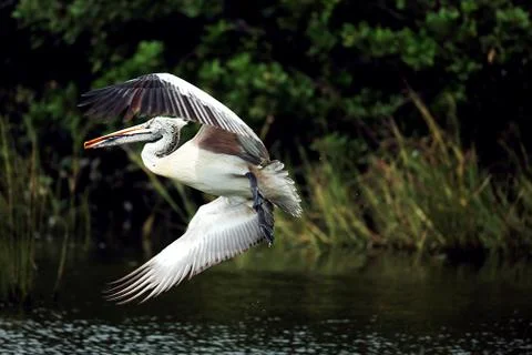 Pelican Fotos de archivo