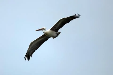 Pelican Fotos de archivo