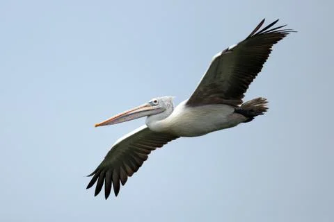 Pelican Foto stock