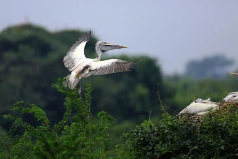 Pelican Fotos de archivo