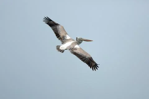 Pelican Fotos de archivo