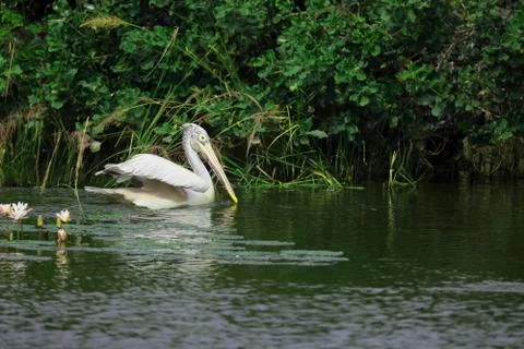 Pelican Fotos de archivo