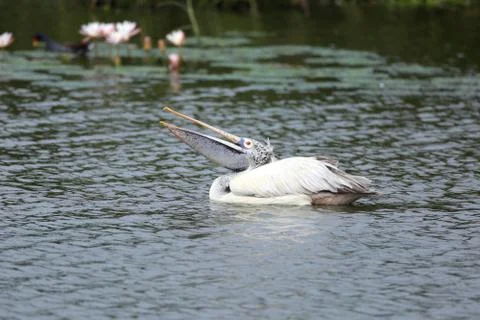 Pelican Fotos de archivo