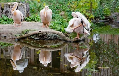 Pelican Stock Photos