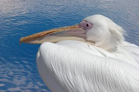 Pelican Stock Photos