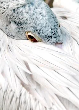 Pelican Stock Photos