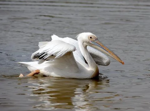 Pelican. Stock Photos