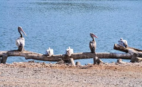 Pelican Stock Photos