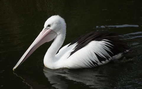 Pelican Stock Photos
