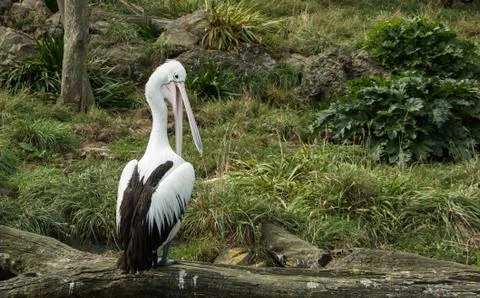 Pelican Stock Photos