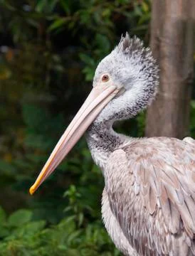 Pelican Stock Photos