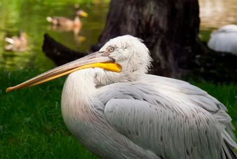 Pelican Foto stock