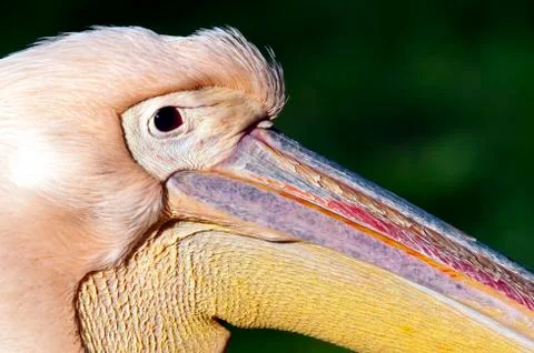Pelican Stock Photos
