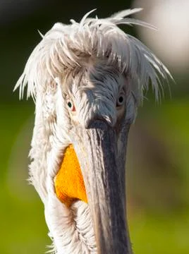 Pelican Foto stock