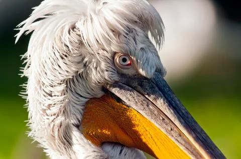 Pelican Stock Photos