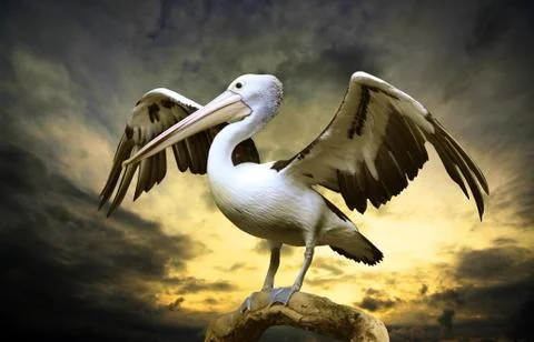 Pelican Stock Photos