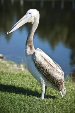 Pelican Stock Photos