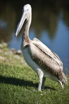 Pelican Stock Photos