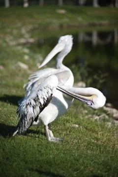Pelican Stock Photos
