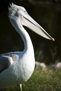 Pelican Foto stock