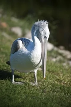 Pelican Stock Photos