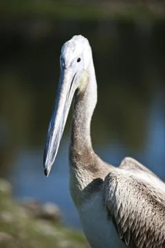 Pelican Stock Photos