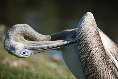 Pelican Stock Photos