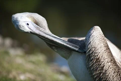 Pelican Stock Photos