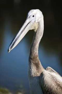 Pelican Stock Photos