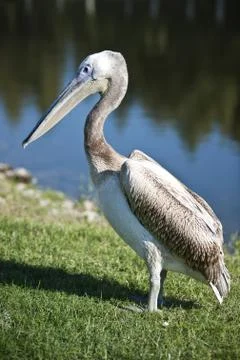 Pelican Stock Photos