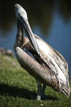 Pelican Stock Photos