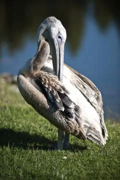 Pelican Stock Photos