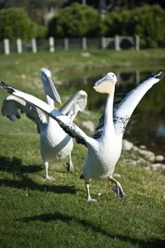 Pelican Stock Photos