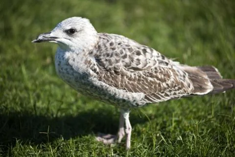 Pelican Stock Photos