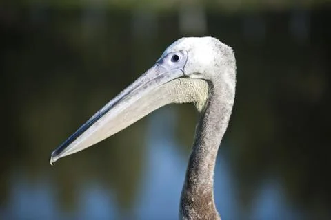 Pelican Stock Photos