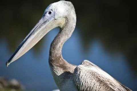 Pelican Stock Photos