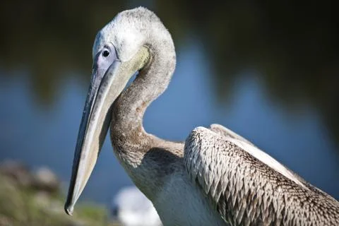 Pelican Stock Photos