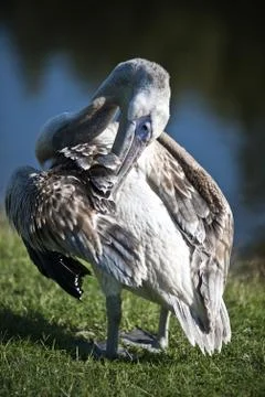 Pelican Stock Photos