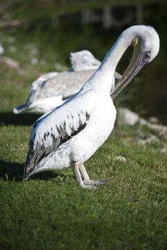 Pelican Stock Photos